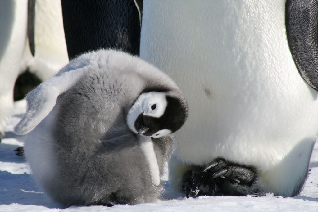 antarctic