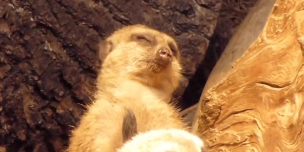 tired-meerkat